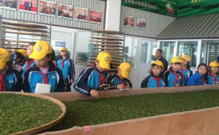 各地學(xué)生來玉環(huán)火山茶基地實地參觀體驗玉環(huán)火山茶制作流程。